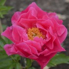 Peonija 'Paula Fay'